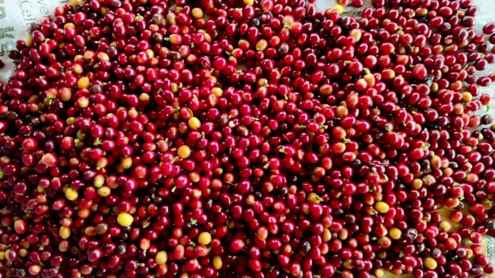 Cerezas de café recién cosechadas