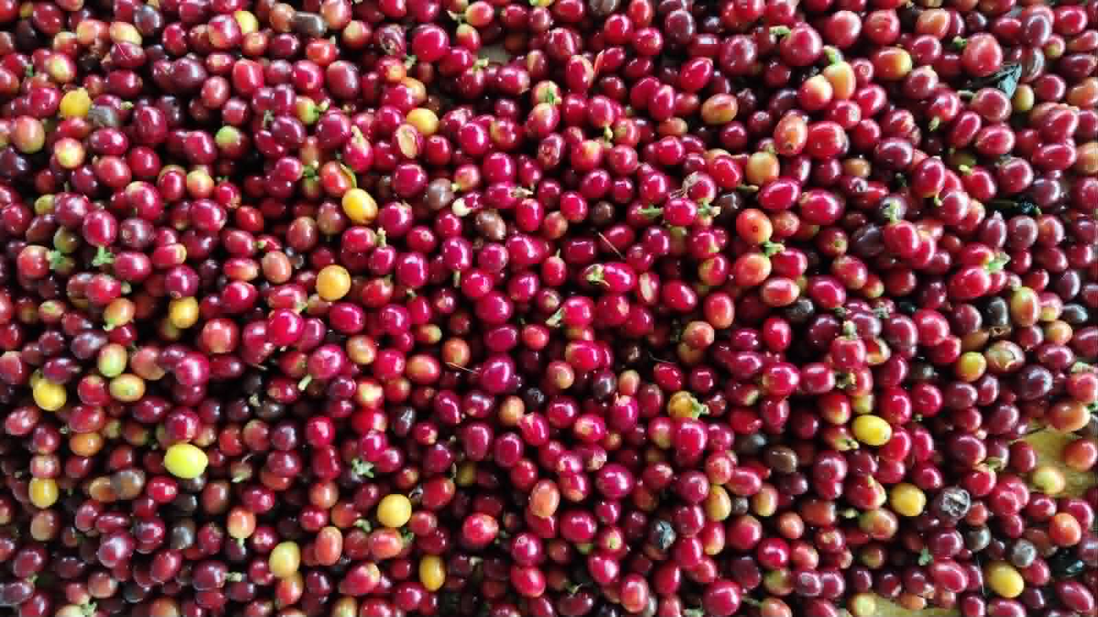Cerezas de café seleccionadas