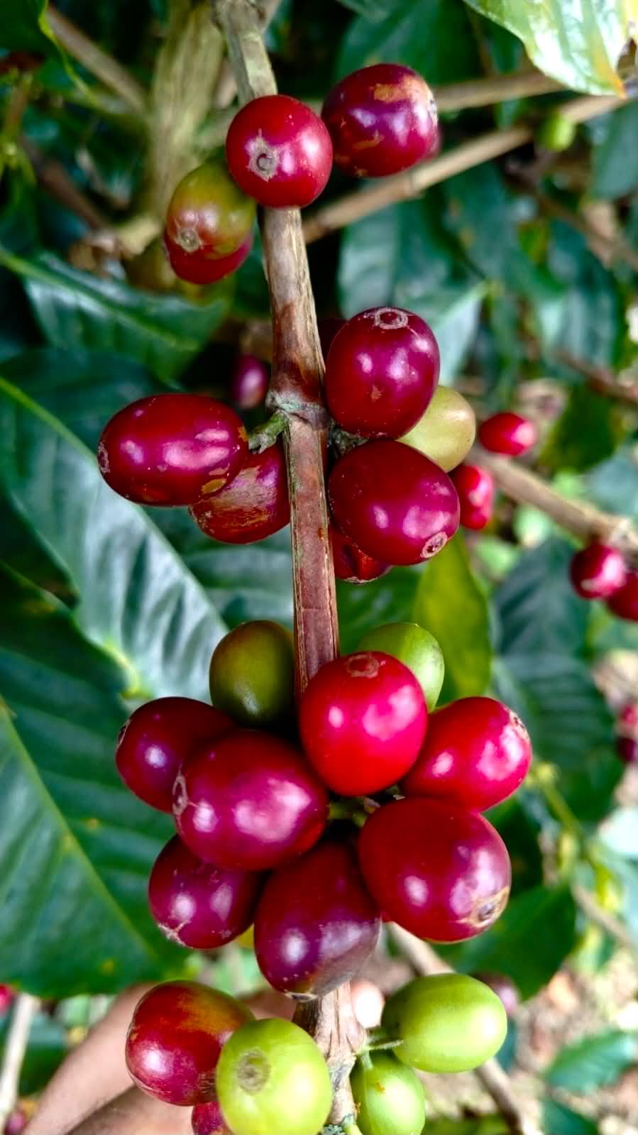 Mata de café en Finca Monserrate